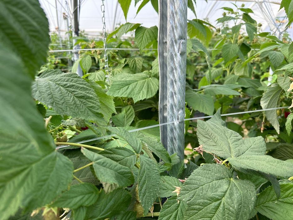 Słupki do malin - nowe, solidne - najlepsze i na lata!