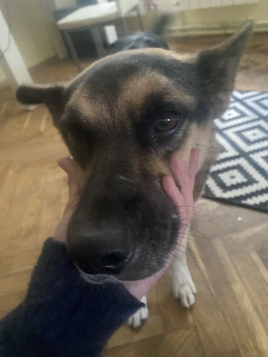 Собака хлопчик у добрі руки