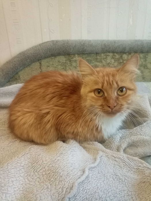 Руденька красуня з гарним характером