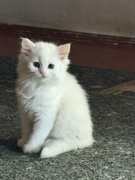 Сибірські кошенята ,пухнасті, білий окрас, 1,5 місяці