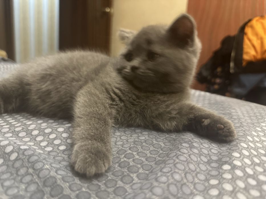 Продам веслоухих котят