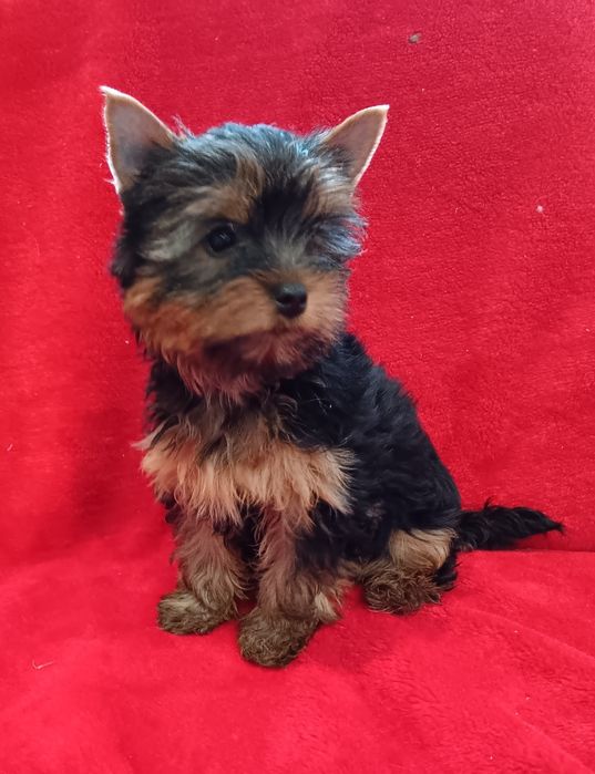 Yorkshire terrier piesek