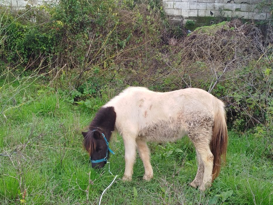 Segue para venda pônei fêmea mansinha