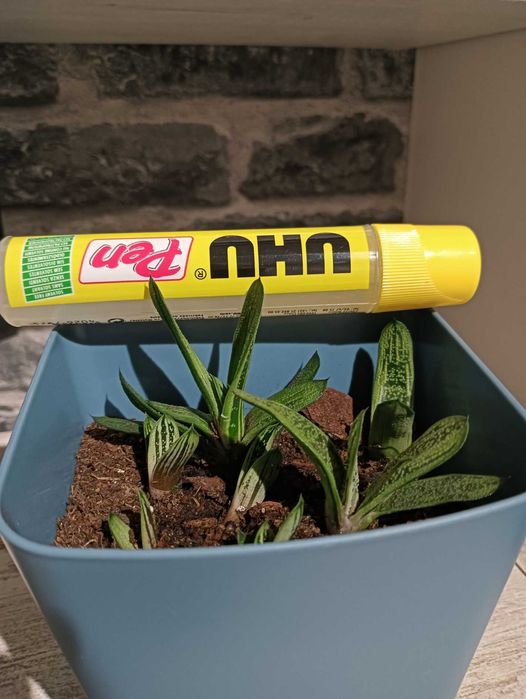 Gasteria “Little Warty” – Suculenta compacta e resistente