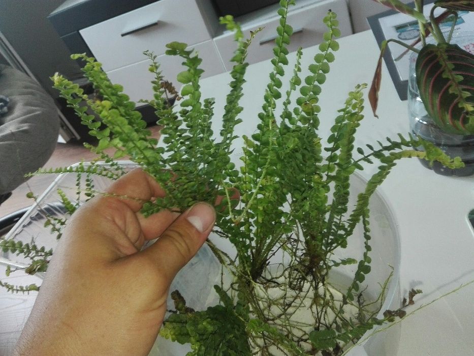 Rośliny do wiwarium terrarium paproć Asplenium spec. Panama