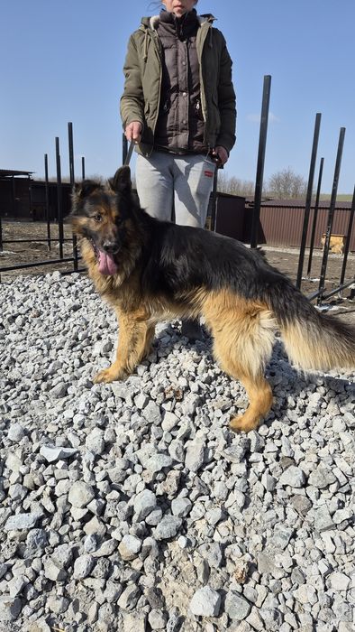 Немецкая овчарка,  кобель,  мальчик отдам даром в хорошие руки