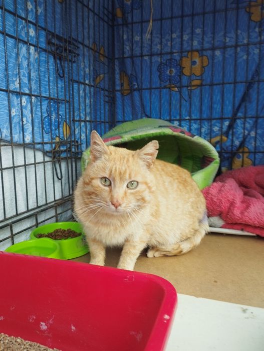 Рудий кіт котик рыжий кот