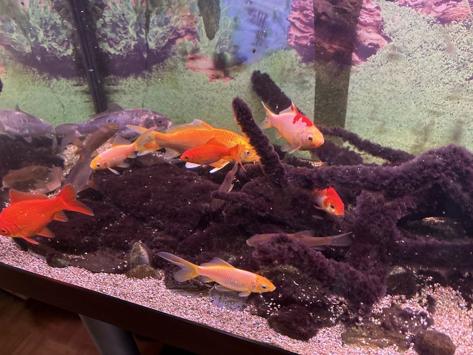 Ryby Karaś koi Karp Koi Amur Lin kirys
