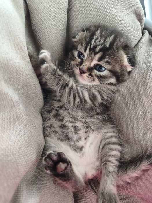 Кошеня скотіш страйт