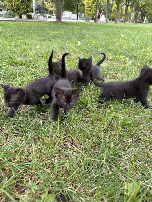Бесплатно котята