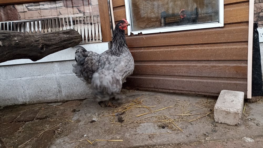 Продам кохінхінів