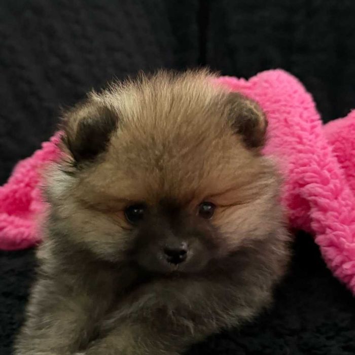 Spitz alemão mini fêmea c/Lop Lulu da Pomerânia 1,5 kg adulto