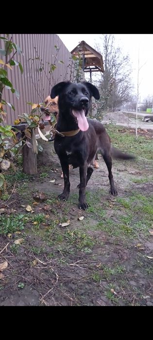 Віддам в добрі Руки Цуценят