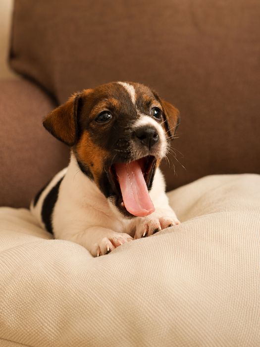 Piesek Jack Russell Terrier