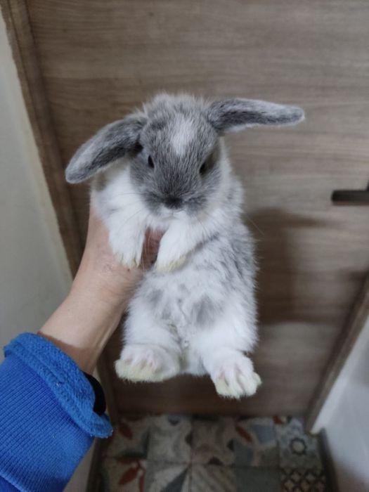 Міні ЛоП кролик декоративний