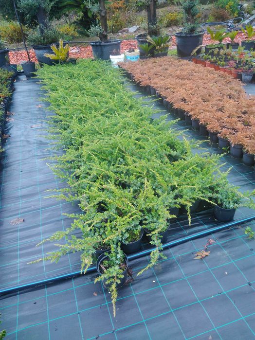 Plantas ornamentais a preços de revenda