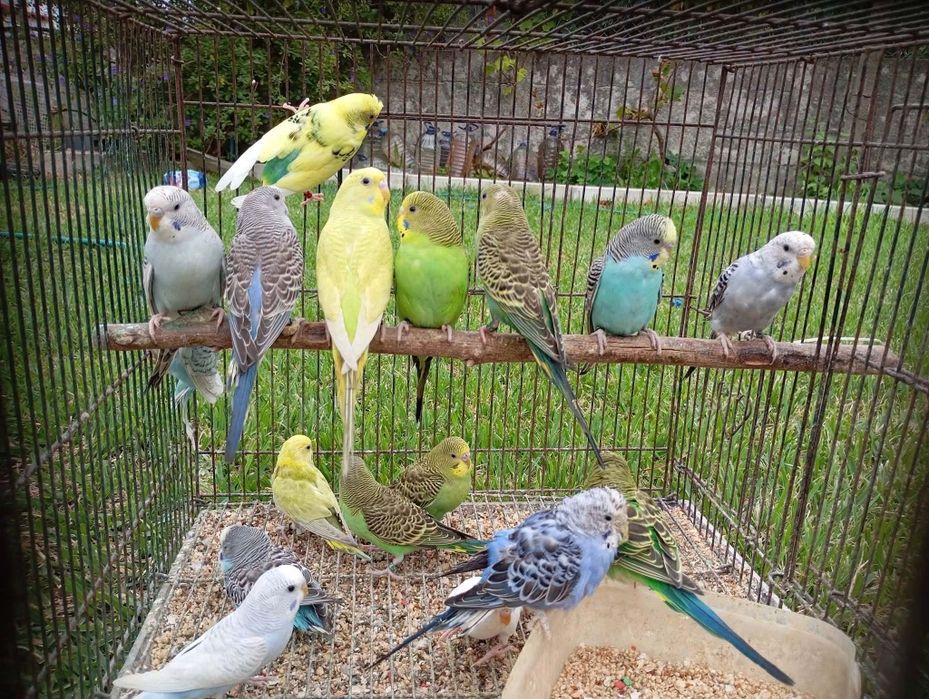 Aves disponíveis, roseicollis, periquitos de várias mutações, caturras, periquitos ingleses,rolas diamante, mandarins, aves criadas à mão, caturras.