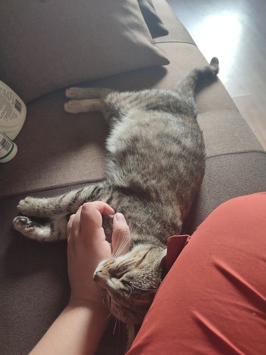 Bura kotka mniej niż rok do adopcji