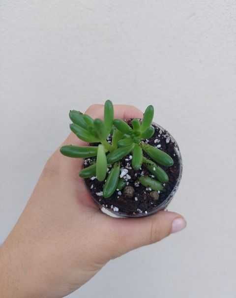 [Planta] Sedum rubrotinctum - Dedo de Moça