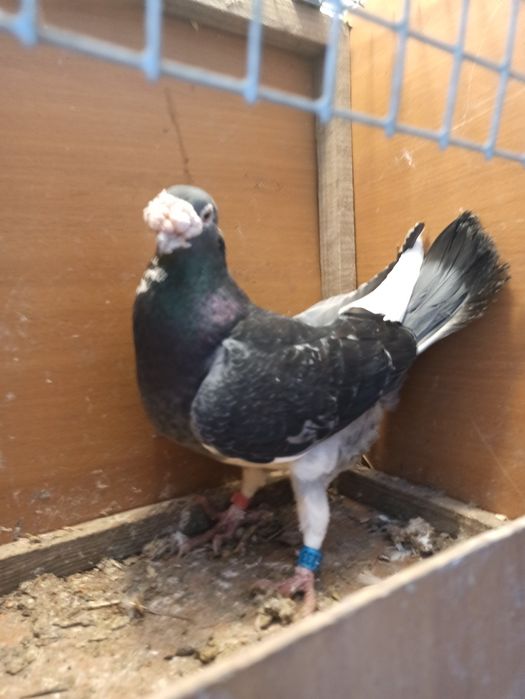 Gołębie staropolskie samiec