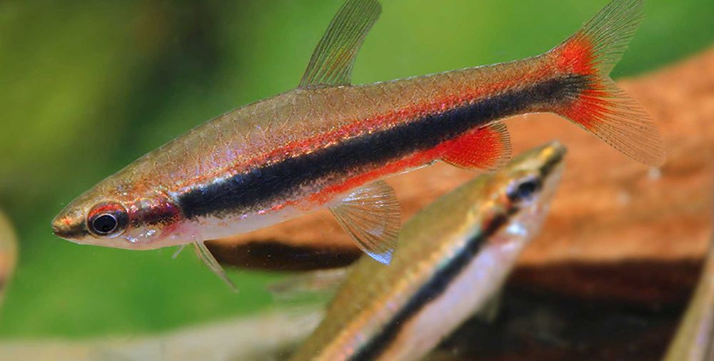 Drobnoustek Beckforda - Nannostomus beckfordi - dowóz, wysyłka