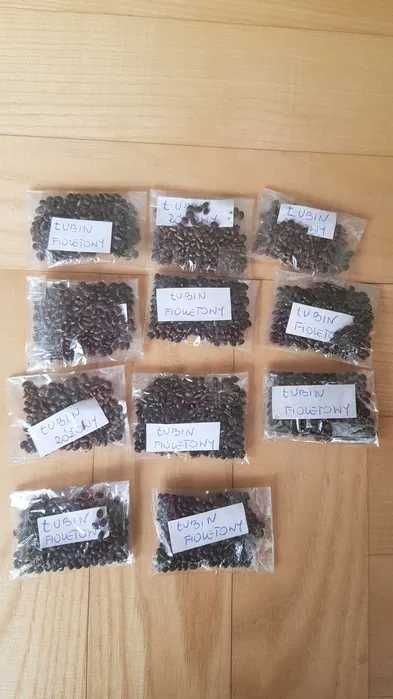 łubin nasiona 3-4 g woreczek fioletowy
