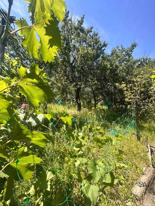 Продам дачу Чаплі, СТ Шиянка