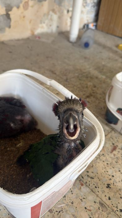Papagaios Amazonas e catatua branca