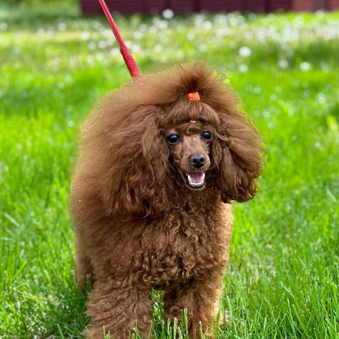 Той пудель ксу ред браун