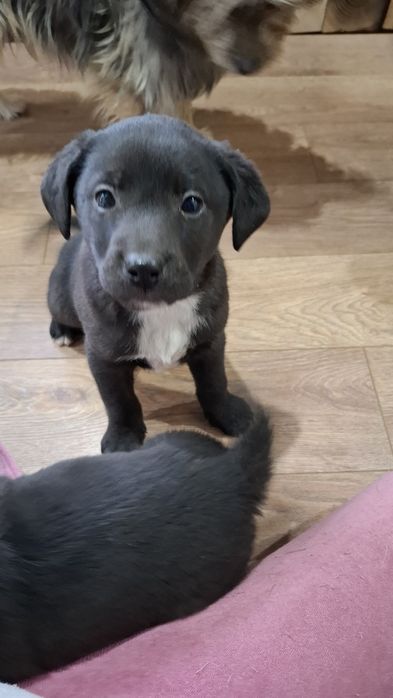 Віддам собачок у добрі руки.