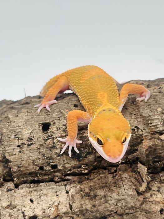 Gekon lamparci hodowla