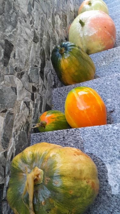 Cabaças boas para doce e rabecos