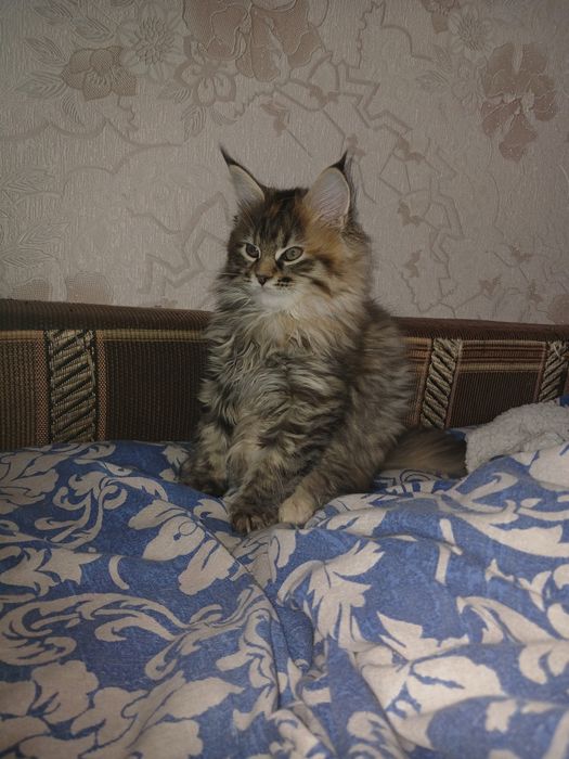 Кішечка Мейн-кун