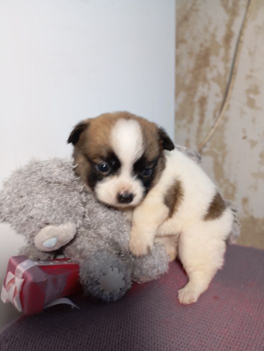 Пикинес  дівчинка