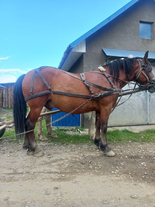 Продається кінь 6 років