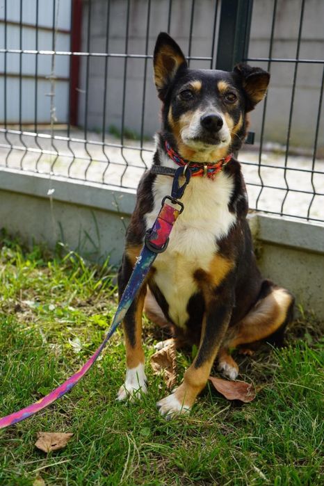 Slodka Mamba do adopcji