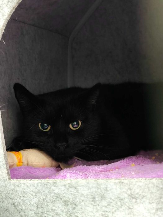 Czarna piękność - ale delikatna- kotka szuka domu