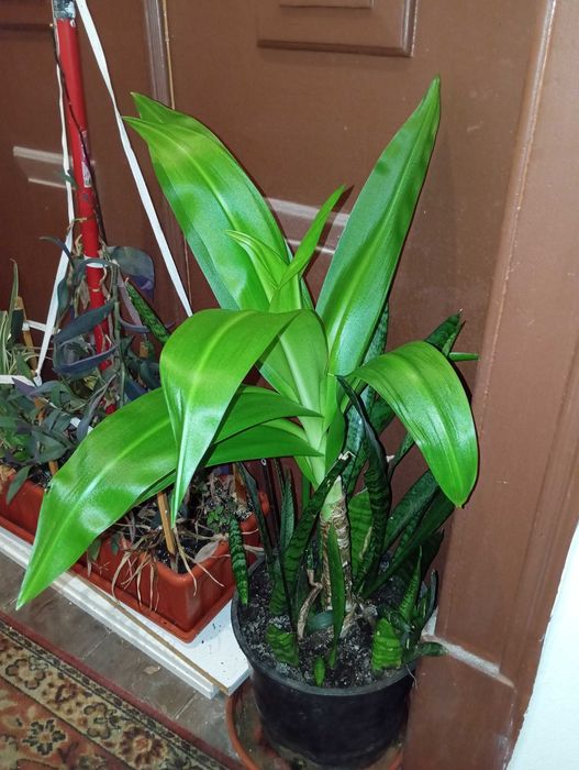 Planta natural - Colchicum autumnale