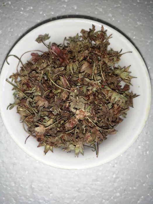 Гербарий, сушеные растения, цветы, травы, ягоды