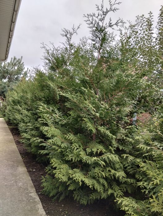 Туя   Брабант висотою 180-210 см