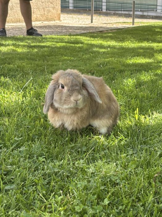 Pet Sitting - Services Described513121658277744642