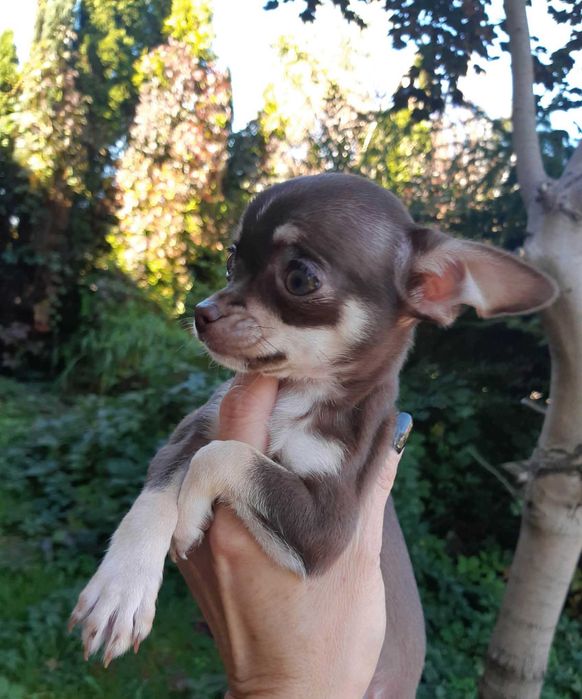 Chihuahua Suczka