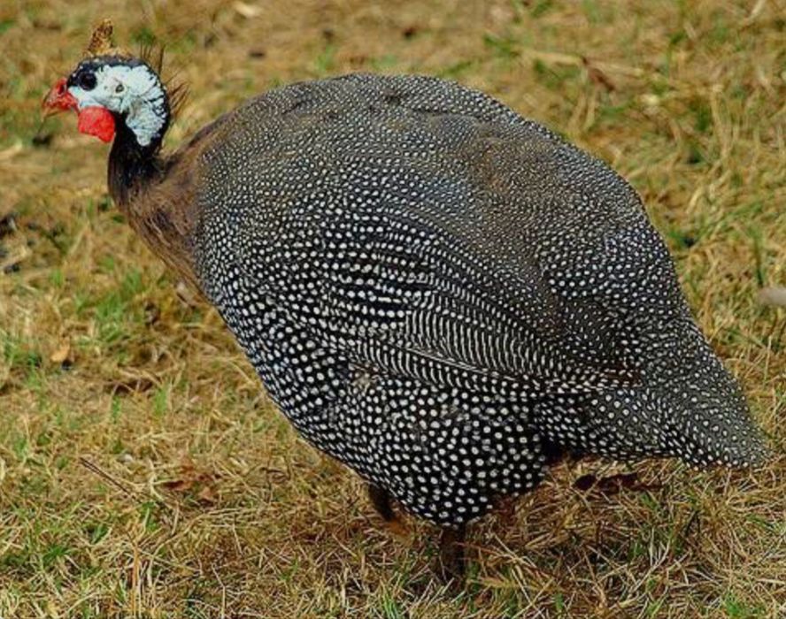 Perliczki brojlery żywe lub  Perliczki tuszki