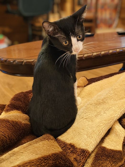 Gatinho para adoção