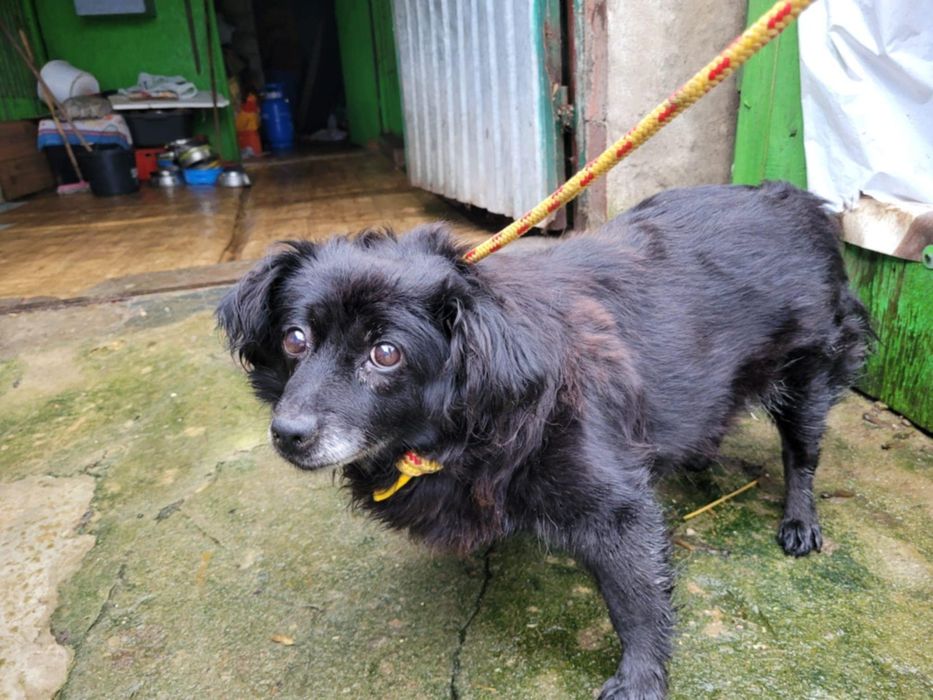 Malutka Megi do adopcji