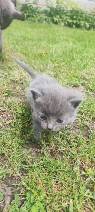 Кошенята віддам