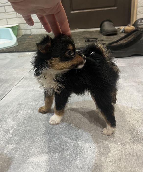 Метиси міні йорк і померанський шпиц