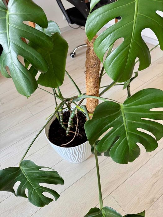 Zdrowa duża monstera