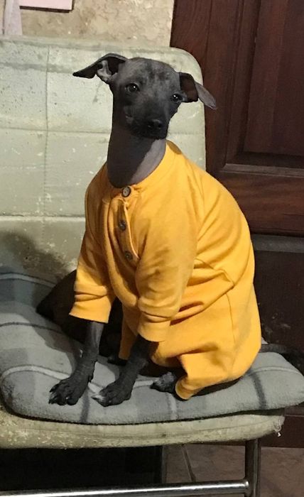 Мексиканская голая, Ксолоитцкуинтли щенки