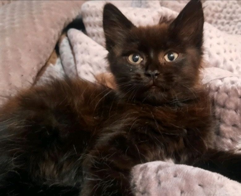 Котик в добрі руки